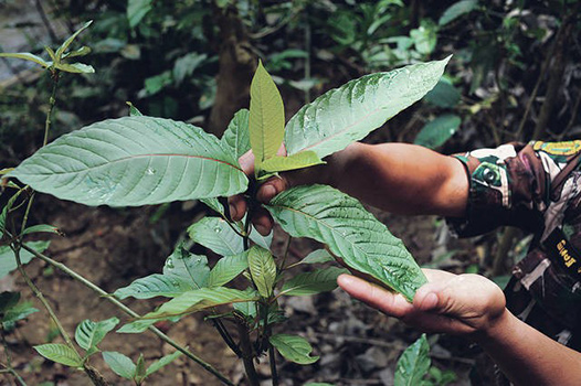 Where to Buy Live Kratom Plants Online: A Buyer’s Guide